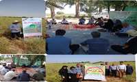 روز مزرعه گیاه دارویی رازیانه در شهرستان تنگستان برگزار شد